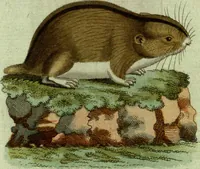 An illustration from (Band 5): Fünftes Hundert (1804)