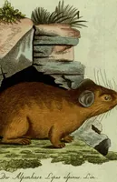 An illustration from (Band 5): Fünftes Hundert (1804)