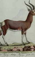 An illustration from (Band 7): Siebentes Hundert (1807)