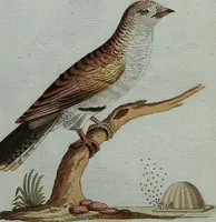 An illustration from (Band 7): Siebentes Hundert (1807)