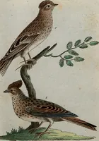 An illustration from (Band 7): Siebentes Hundert (1807)