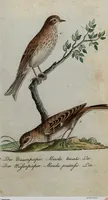 An illustration from (Band 7): Siebentes Hundert (1807)