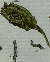 Picture 10 of 107 from (Band 7): Siebentes Hundert (1807), leaf 105