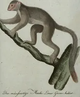 An illustration from (Band 7): Siebentes Hundert (1807)