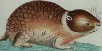 An illustration from (Band 7): Siebentes Hundert (1807)