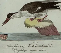 An illustration from (Band 7): Siebentes Hundert (1807)