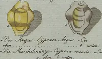 An illustration from (Band 7): Siebentes Hundert (1807)