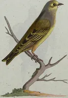 An illustration from (Band 7): Siebentes Hundert (1807)