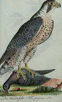 An illustration from (Band 7): Siebentes Hundert (1807)