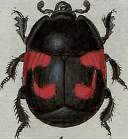 An illustration from (Band 7): Siebentes Hundert (1807)