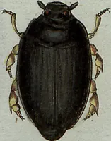 An illustration from (Band 7): Siebentes Hundert (1807)