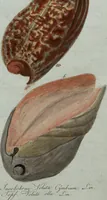 An illustration from (Band 7): Siebentes Hundert (1807)