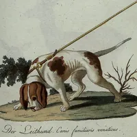 Picture 47 of 107 from (Band 7): Siebentes Hundert (1807), leaf 142