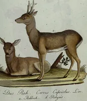 An illustration from (Band 7): Siebentes Hundert (1807)