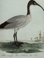 An illustration from (Band 7): Siebentes Hundert (1807)