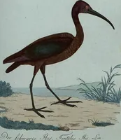 An illustration from (Band 7): Siebentes Hundert (1807)