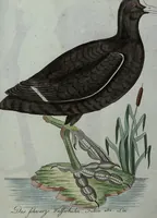 An illustration from (Band 7): Siebentes Hundert (1807)