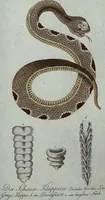 An illustration from (Band 7): Siebentes Hundert (1807)