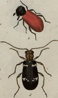 An illustration from (Band 7): Siebentes Hundert (1807)