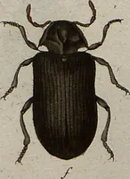 An illustration from (Band 7): Siebentes Hundert (1807)