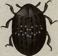 An illustration from (Band 7): Siebentes Hundert (1807)