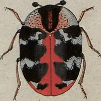 An illustration from (Band 7): Siebentes Hundert (1807)