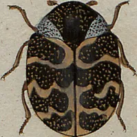 An illustration from (Band 7): Siebentes Hundert (1807)