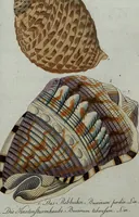An illustration from (Band 7): Siebentes Hundert (1807)