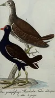 An illustration from (Band 7): Siebentes Hundert (1807)