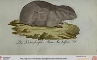 An illustration from (Band 7): Siebentes Hundert (1807)