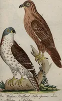An illustration from (Band 7): Siebentes Hundert (1807)