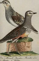 An illustration from (Band 7): Siebentes Hundert (1807)