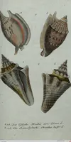 An illustration from (Band 7): Siebentes Hundert (1807)