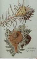 An illustration from (Band 7): Siebentes Hundert (1807)