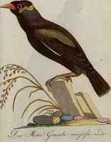 An illustration from (Band 7): Siebentes Hundert (1807)