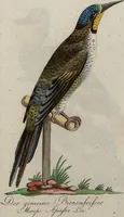 An illustration from (Band 7): Siebentes Hundert (1807)