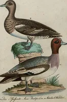 An illustration from (Band 7): Siebentes Hundert (1807)