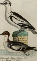 An illustration from (Band 7): Siebentes Hundert (1807)