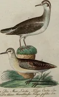 An illustration from (Band 7): Siebentes Hundert (1807)