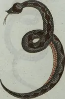 An illustration from (Band 7): Siebentes Hundert (1807)