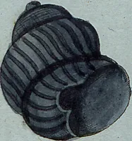 Picture 93 of 107 from (Band 7): Siebentes Hundert (1807), leaf 195