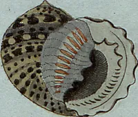 An illustration from (Band 7): Siebentes Hundert (1807)