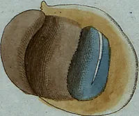 An illustration from (Band 7): Siebentes Hundert (1807)