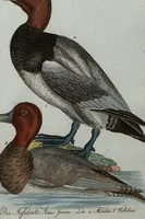 An illustration from (Band 7): Siebentes Hundert (1807)