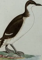 An illustration from (Band 7): Siebentes Hundert (1807)