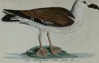 An illustration from (Band 7): Siebentes Hundert (1807)