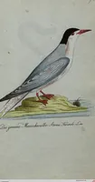 An illustration from (Band 7): Siebentes Hundert (1807)