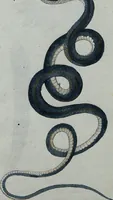 An illustration from (Band 7): Siebentes Hundert (1807)