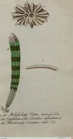 An illustration from (Band 7): Siebentes Hundert (1807)