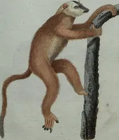 An illustration from (Band 7): Siebentes Hundert (1807)